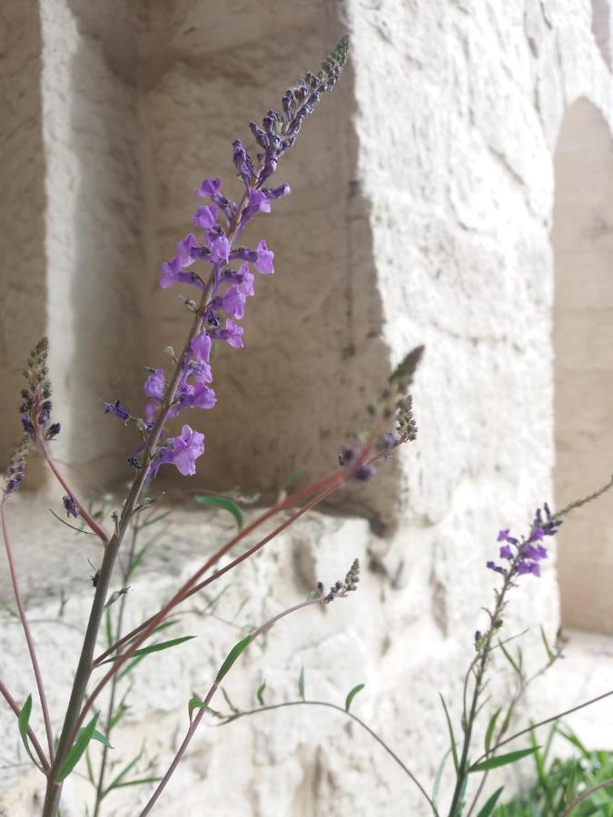 מרטינה פרנקה Trulli Di Puglia - Casa Vacanze In Valle D'Itria מראה חיצוני תמונה